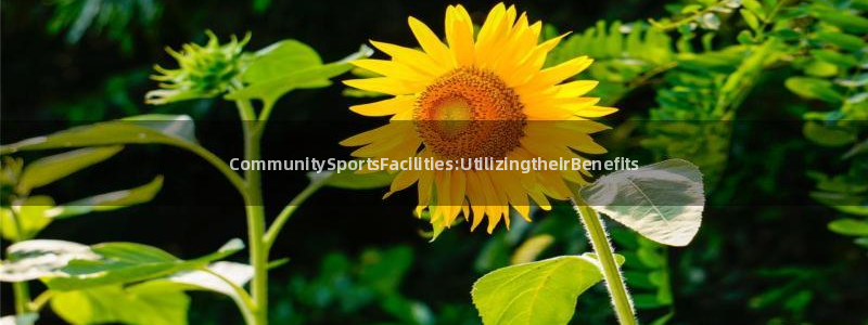 意昂体育3平台是正规平台吗：CommunitySpo