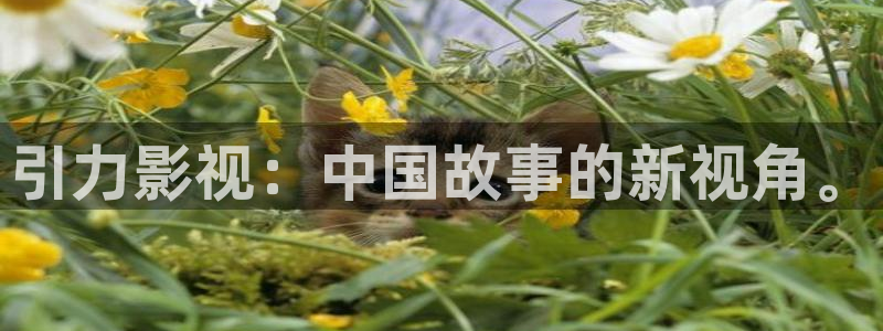 五五影视官方网：引力影视：中国故事的新视角。