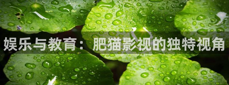 五五看电影：娱乐与教育：肥猫影视的独特视角